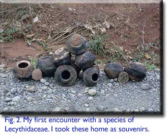 Lecythidaceae