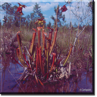 Carnivorous plant - Sarracenia rubra