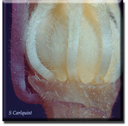 parasitic plant - Hemitomes congestum