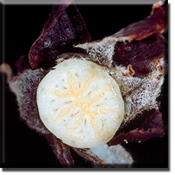 parasitic plant - Pityopus californica