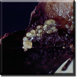 parasitic plant - Pityopus californica