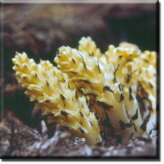 parasitic plant - Pleuricospora fimbriolata