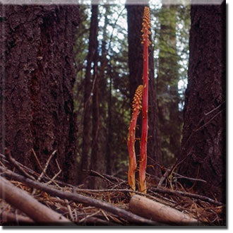 parasitic plant - Pterospora andromedea