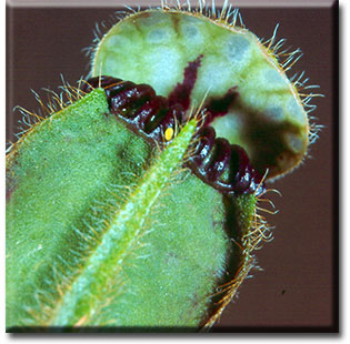Carnivorous plant - Cephalotus follicularis