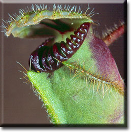 Carnivorous plants - Cephalotus follicularis