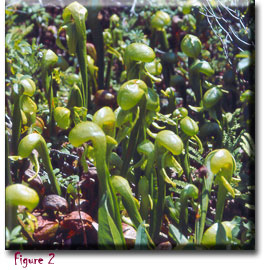 Carnivorous plants - Darlingtonia californica