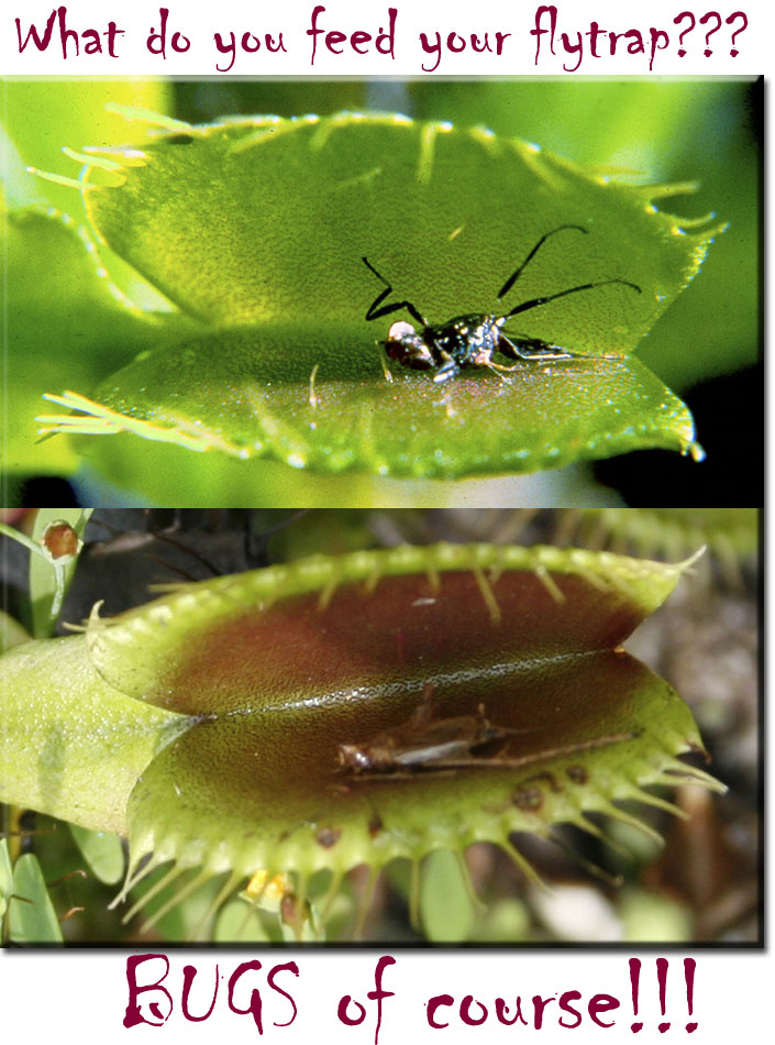 what to feed your venus flytrap, venus flytrap, carnivorous plant, Dionaea muscipula