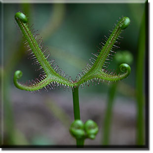 carnivorous plants, Drosera