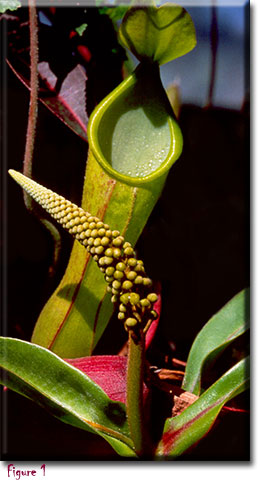 Nepenthes, Monkey Cups, Carnivorous plants
