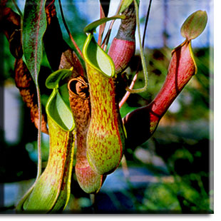 carnivorous plants, Nepenthes, plant, flower