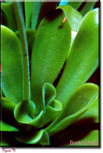 Pinguicula vulgaris, butterworts, David Webb, Carnivorous plants