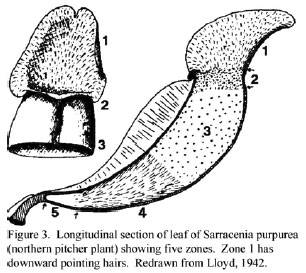 carnivorous plant, sarracenia