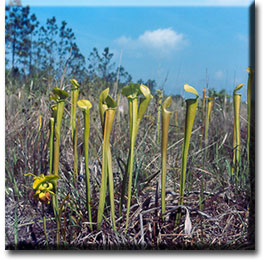 Carnivorous plant - Sarracenia alata