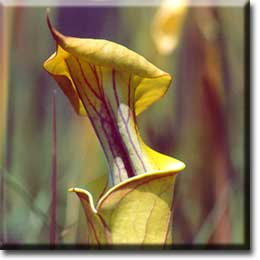 Carnivorous plant - Sarracenia flava