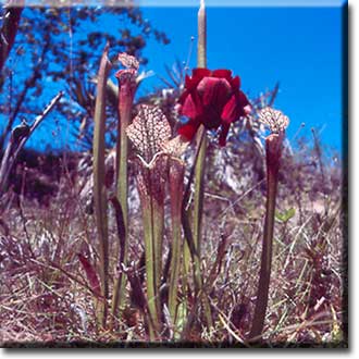 Carnivorous plant - Sarracenia leucophylla