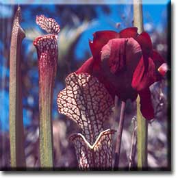 Carnivorous plant - Sarracenia leucophylla