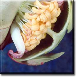 Carnivorous plant - Sarracenia leucophylla