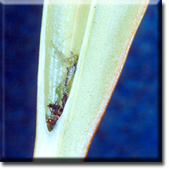 Carnivorous plant - Sarracenia minor