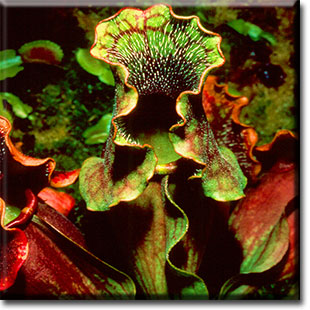 carnivorous plant, sarracenia purpurea, pitcher plant, plant, flower