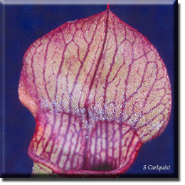 Carnivorous plant - Sarracenia rubra
