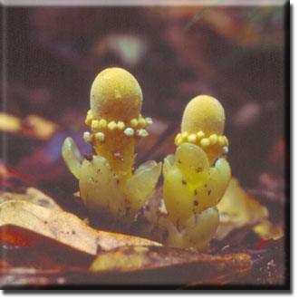 parasitic plant - Balanophora fungosa