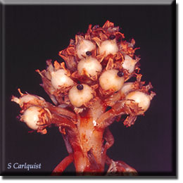 parasitic plant - Hemitomes congestum
