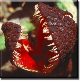 parasitic plant - Hydnora africana