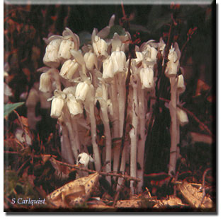 parasitic plant - Monotropa uniflora