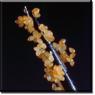 parasitic plant - Pleuricospora fimbriolata