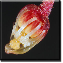 parasitic plant - Pterospora andromedea