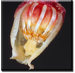 parasitic plant - Pterospora andromedea